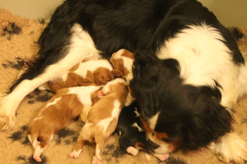 de la Légende d'Eusébie - Cavalier King Charles Spaniel - Portée née le 24/02/2012