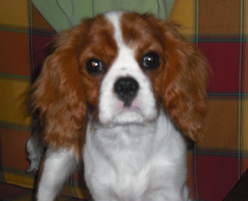 Hatchi de la légende d'Eusébie chez lui