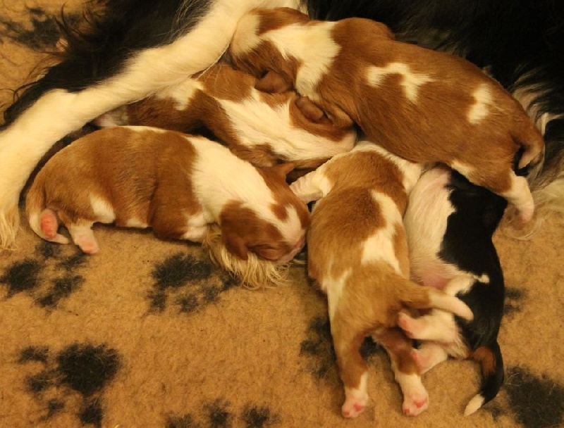 les bébés de Frida en 2012