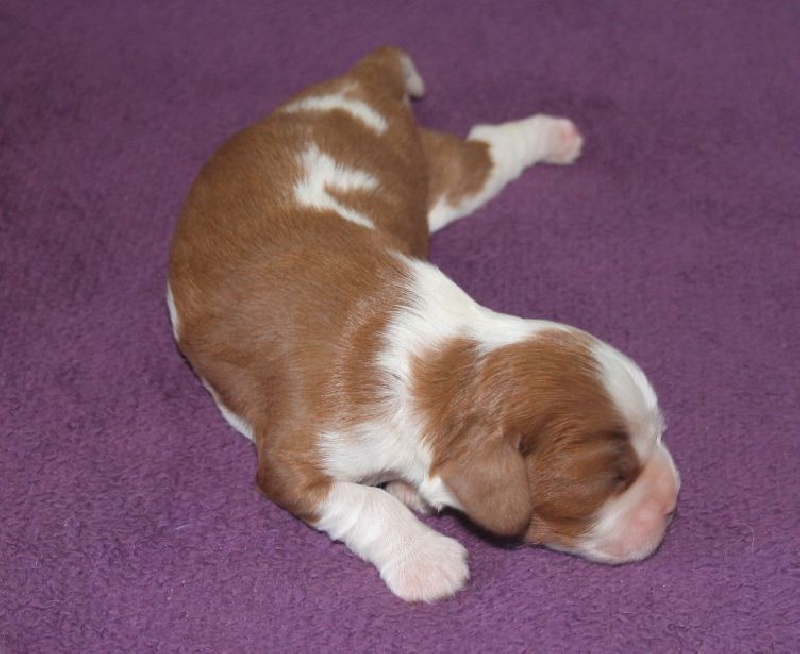 Hermione bébé (vendue) 2012